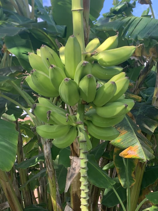 Gartenanlage Bungalows Cordial Sandy Golf