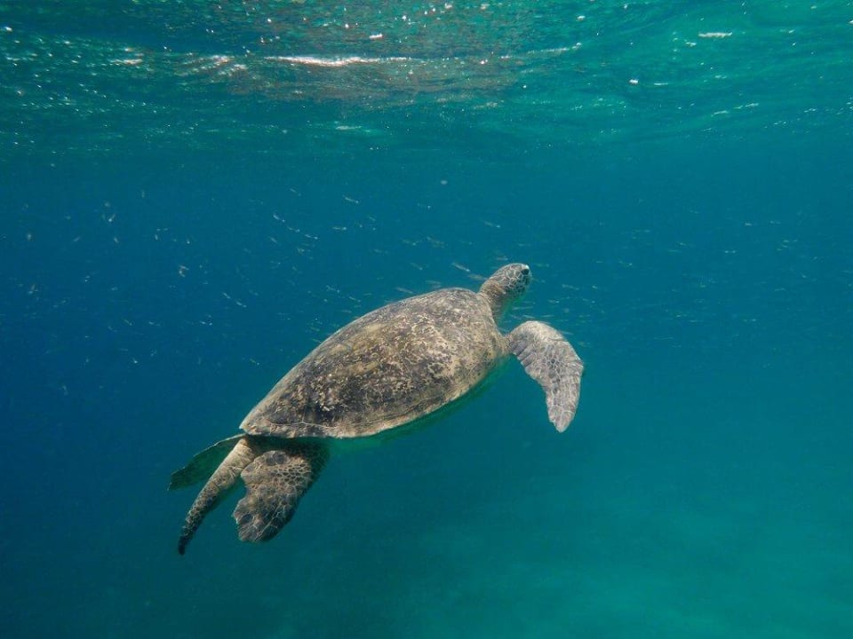 Schnorcheln am Hausriff Malikia Resort Abu Dabbab