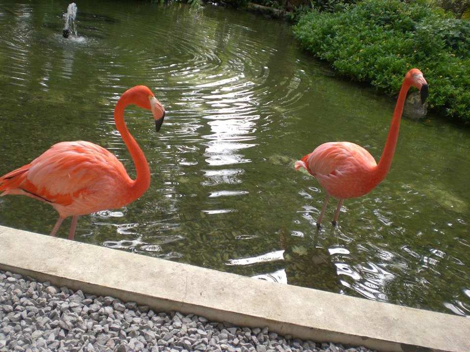 Flamingos Bavaro Grand Palladium Select Bávaro Resort & Spa
