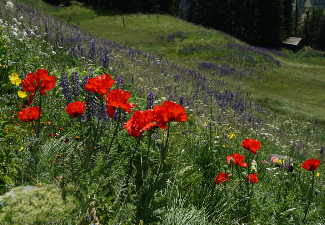 Gartenanlage Hotel Snow & Mountain Resort Schatzalp