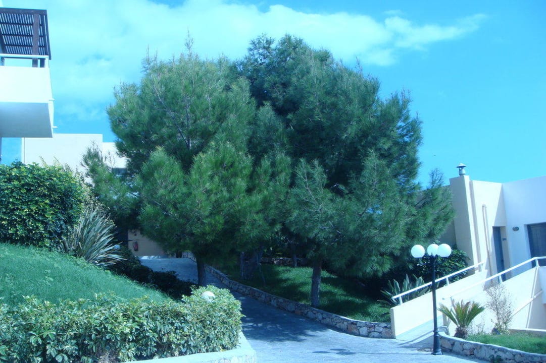 Ein alter Olivenbaum Atlantica Mikri Poli Rhodes