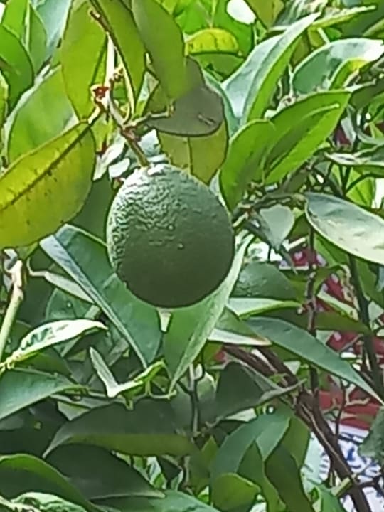 Gartenanlage Ali Bey Club