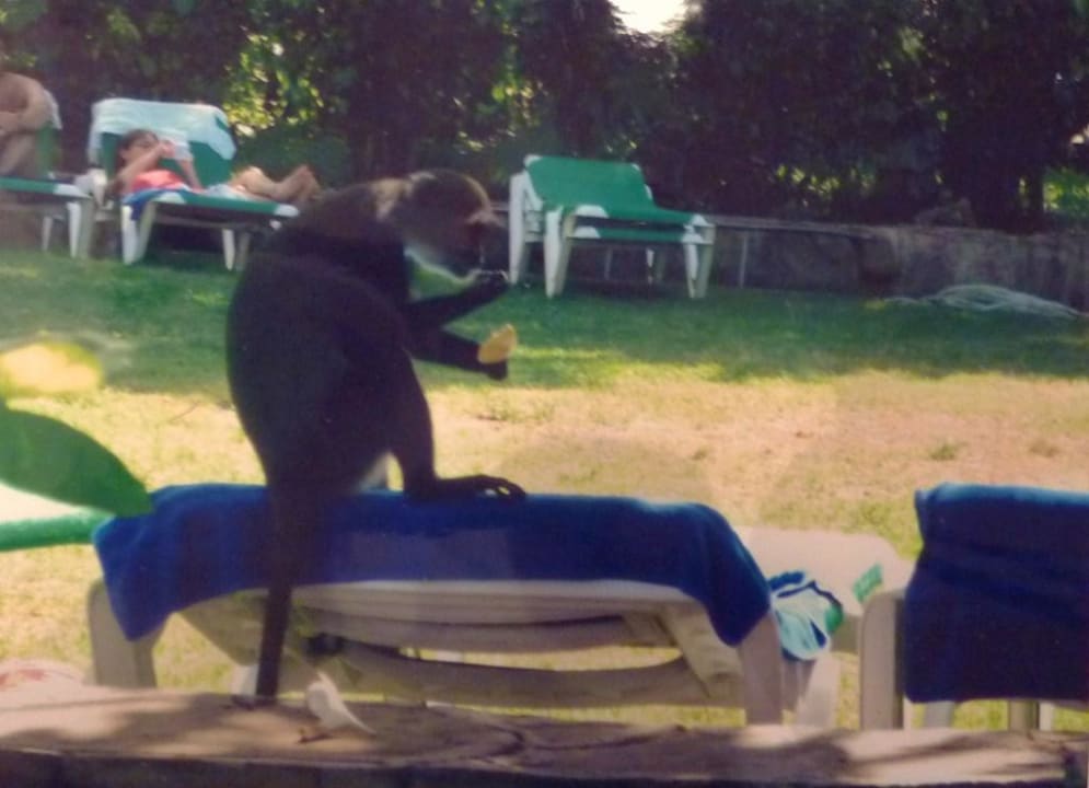 Mitbewohner des Baobab Beach Resorts Baobab Beach Resort & Spa