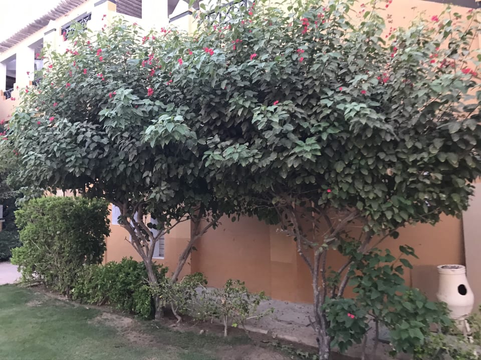 Gartenanlage Stella Beach Resort & Spa Makadi Bay