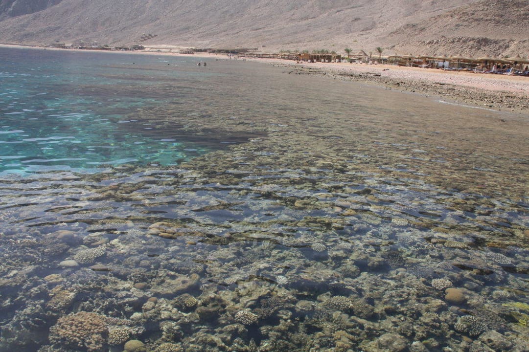 Riffe bei Ebbe Happy Life Village