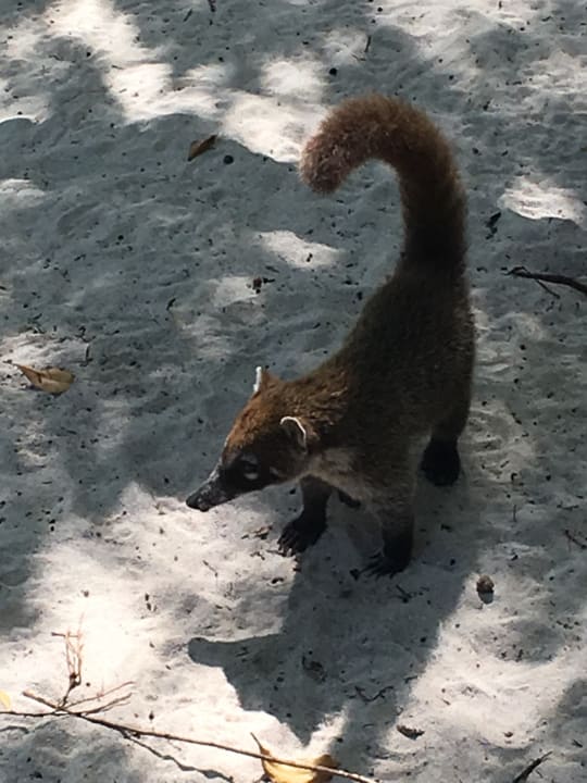 Sonstiges Iberostar Selection Paraiso Lindo