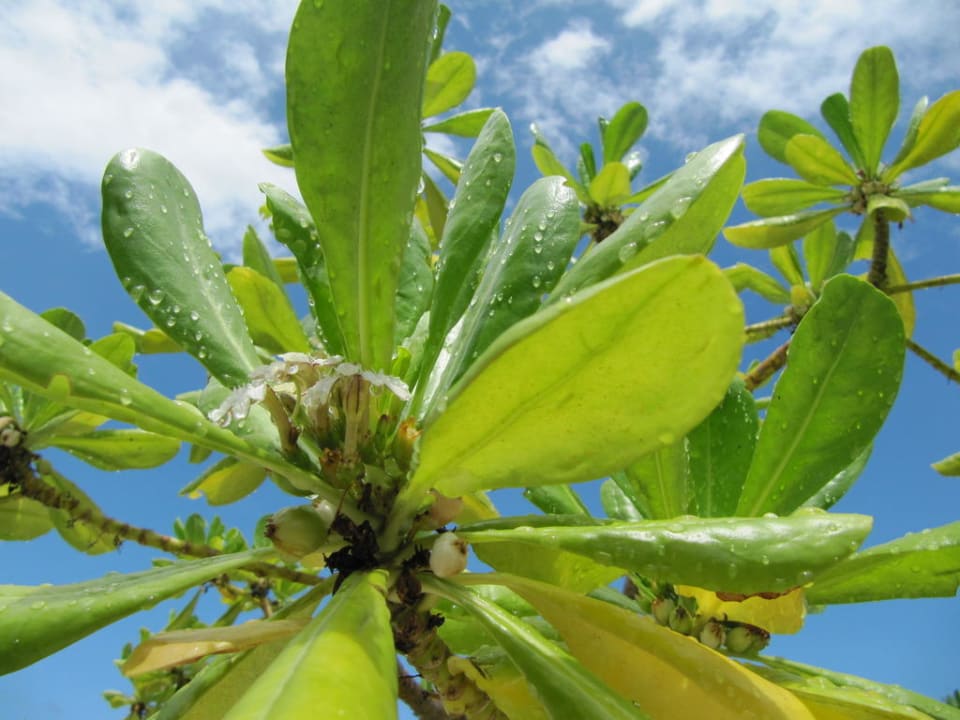 Vegetation am Strand Kuredu Island Resort & Spa