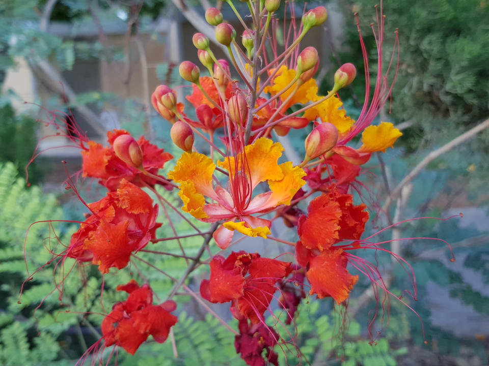 Gartenanlage Ein Gedi Kibbutz Hotel
