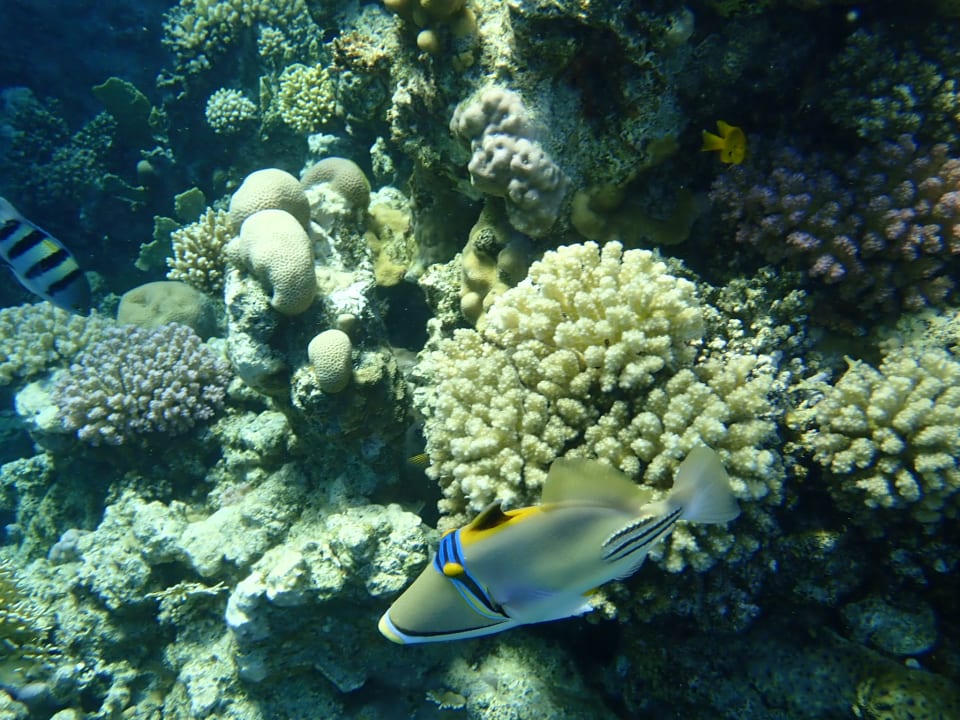 Sport & Freizeit Serenity Alpha Beach