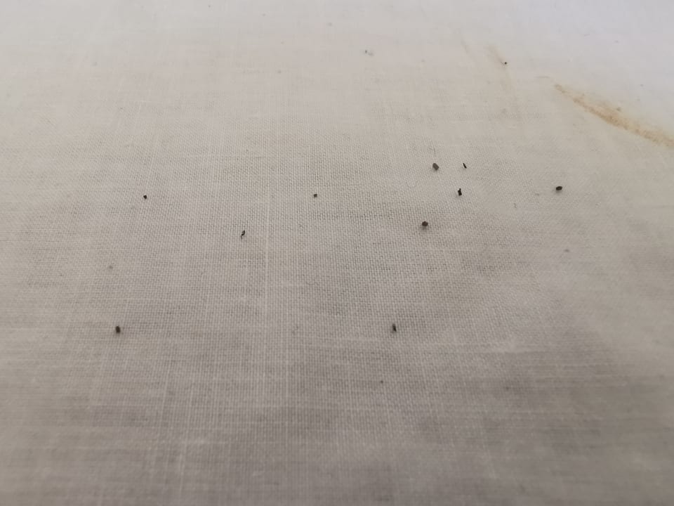 Zimmer Garbí Cala Millor