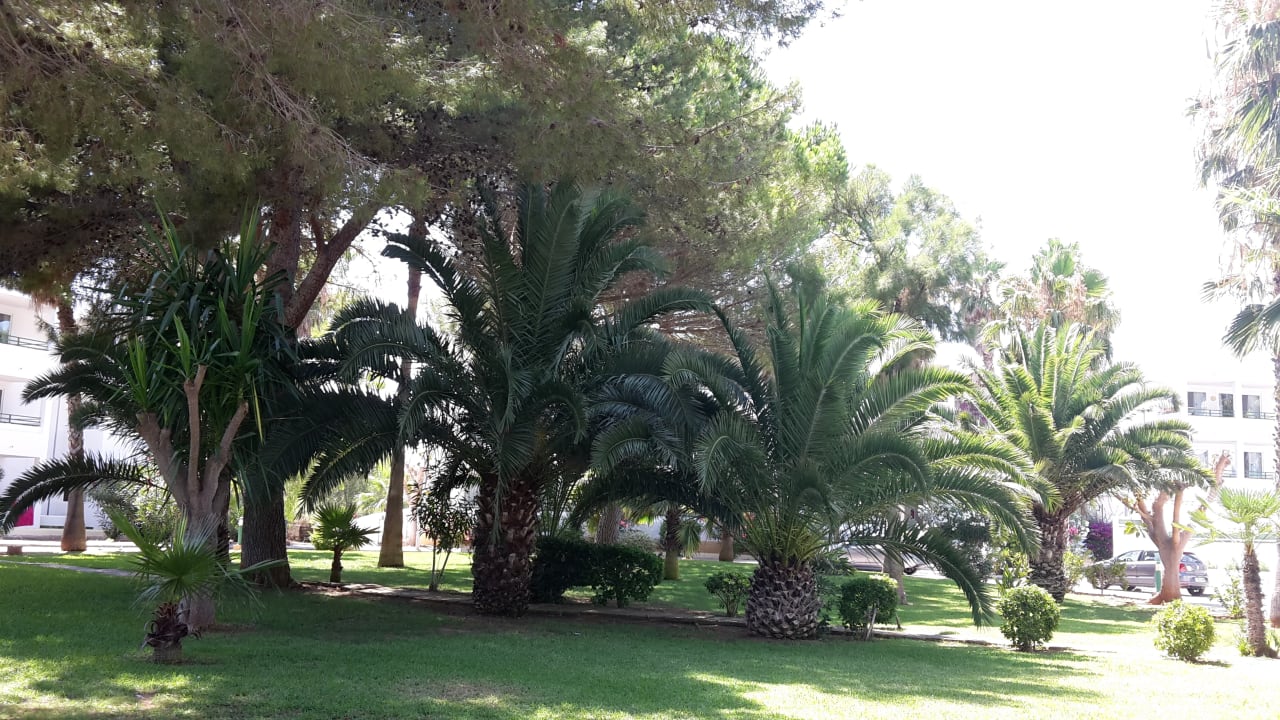 Gartenanlage Mallorca Cecilia Apartamentos