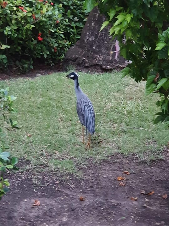 Gartenanlage Hotel Grand Palladium Palace Resort, Spa & Casino