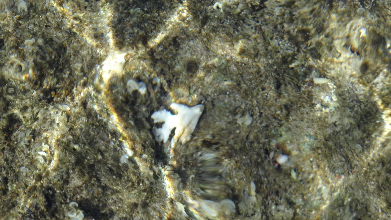 Rafa Parrotel Aqua Park Resort