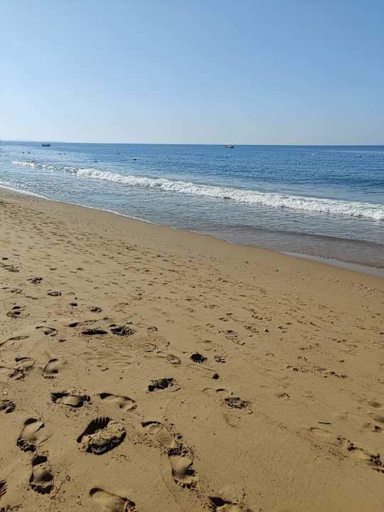 Strand Seashell Vega