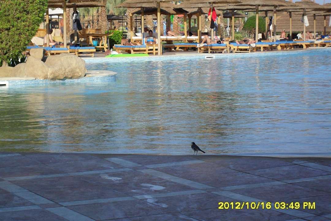 Basen Pickalbatros Palace Resort