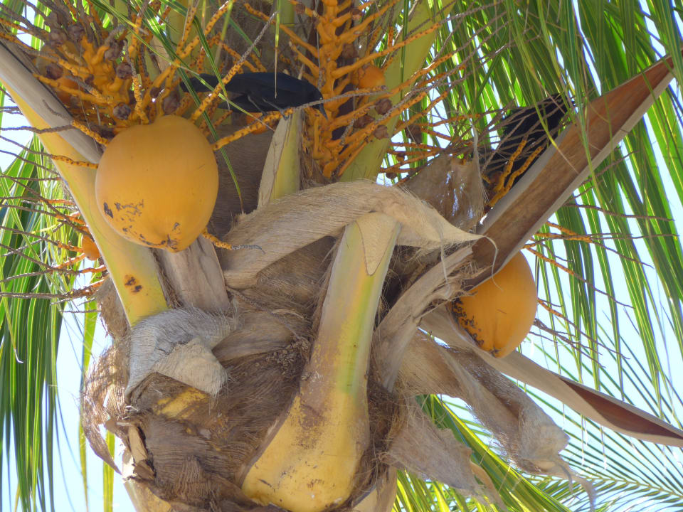 Gartenanlage Melia Las Dunas