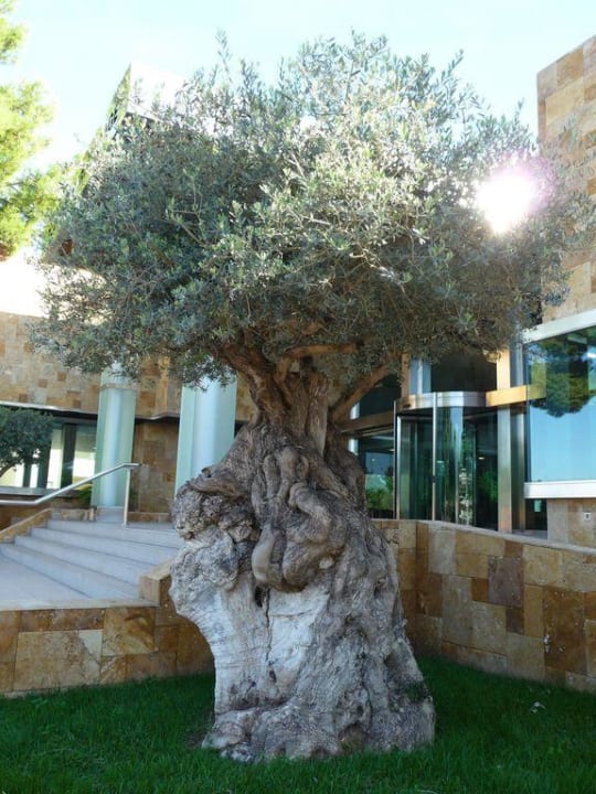 Eingangsbereich Iberostar Selection Albufera Park