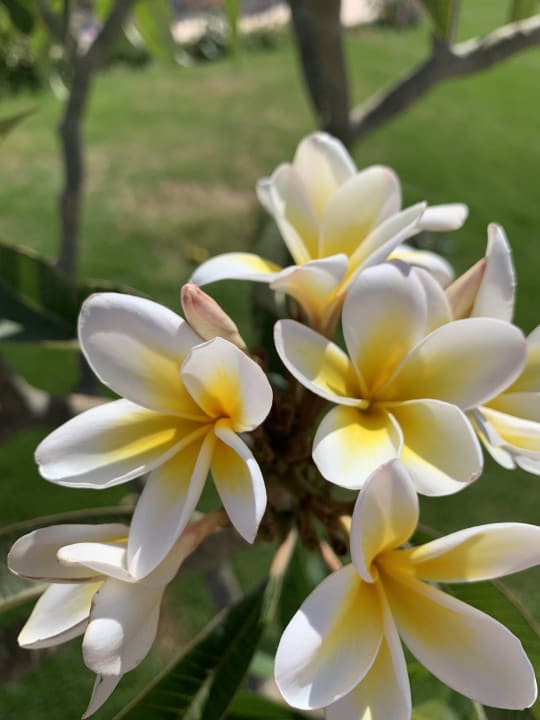 Gartenanlage Jasmine Palace Resort & Spa
