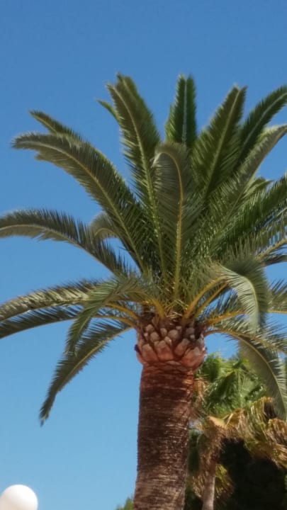 Palme am Pool Millor Sol