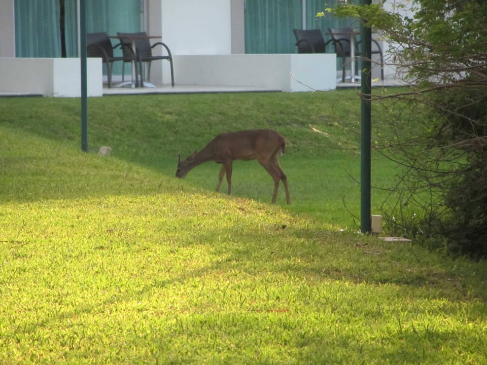 11 BlueBay Grand Esmeralda