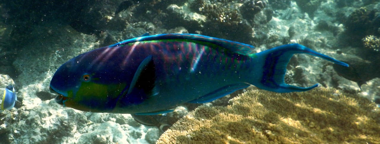 Unterwasserwelt  Kuramathi Maldives