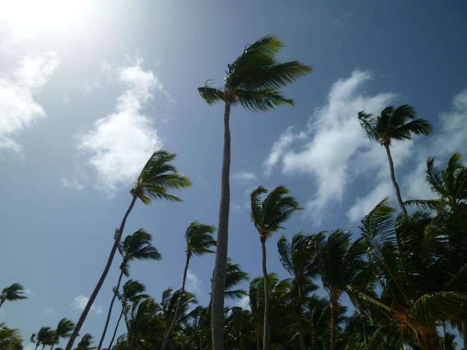 Palmen, Palmen, Palmen Occidental Punta Cana