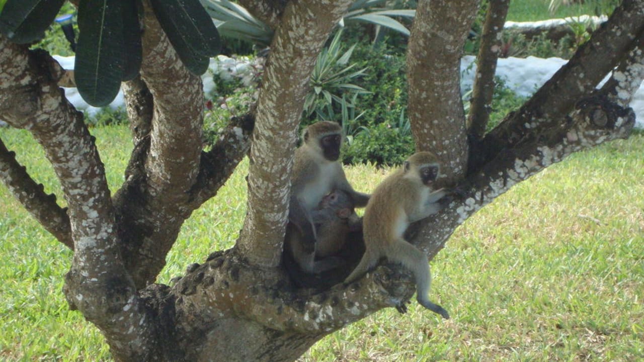 Affen Hotel Southern Palms Beach Resort