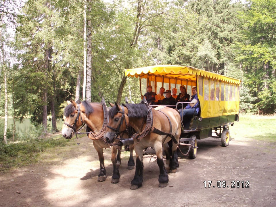 Kutschfahrt mit Paul und Paula Landhotel Harz