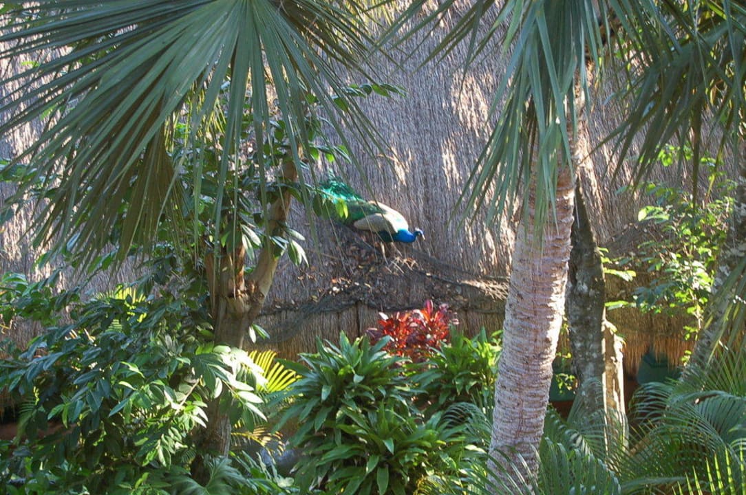 Vom Zimmer Iberostar Waves Tucan