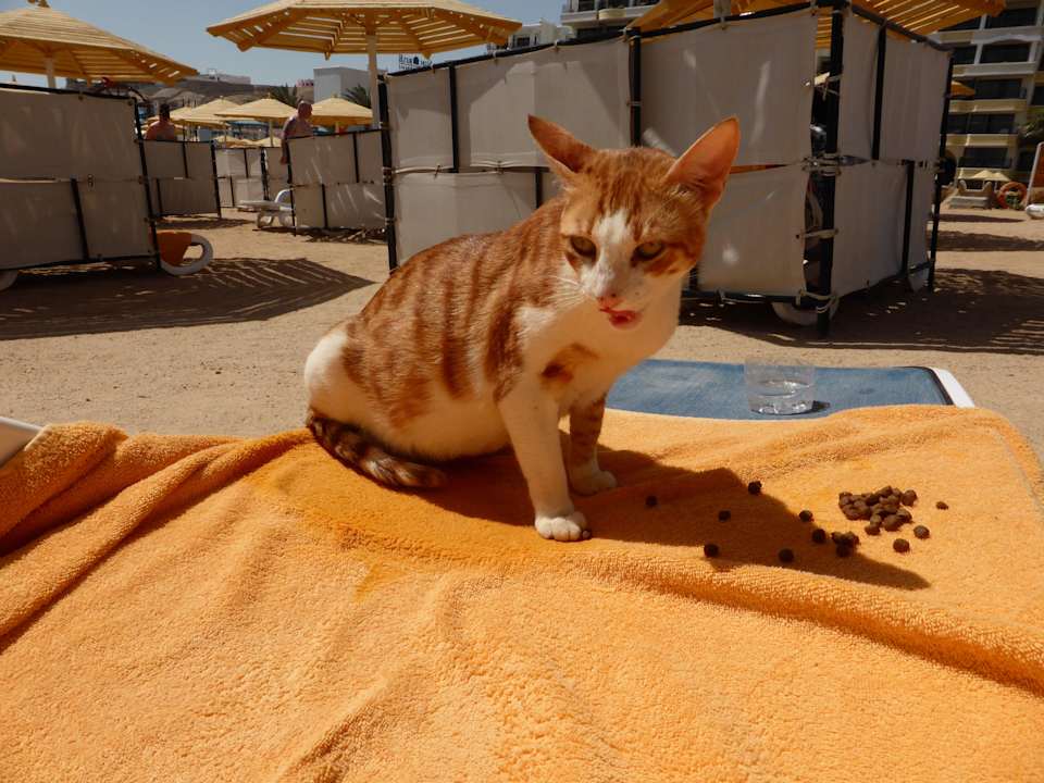 Besuch am Strand SUNRISE Holidays Resort (Adults Only)