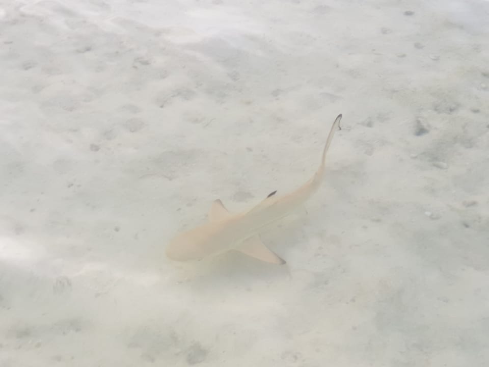 Strand Kuredu Island Resort & Spa