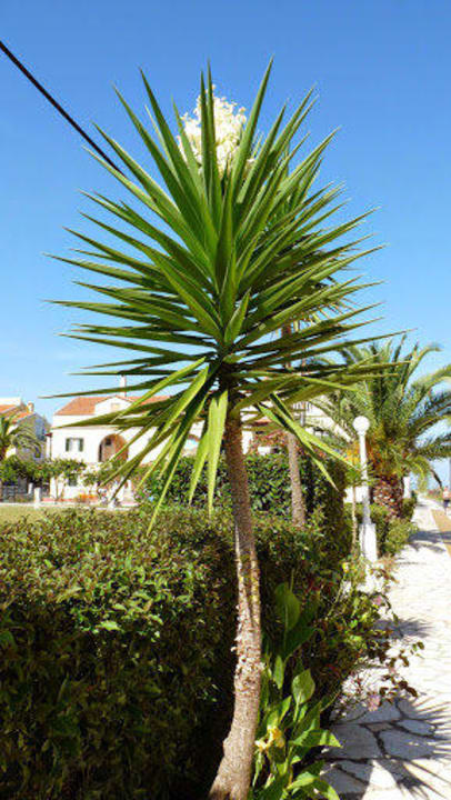 Teren hotelu Hotel Eriva