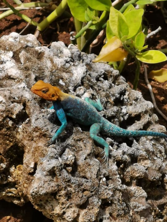 Gartenanlage Hotel Jacaranda Indian Ocean Beach Resort