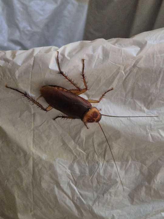 Zimmer Hotel El Borj