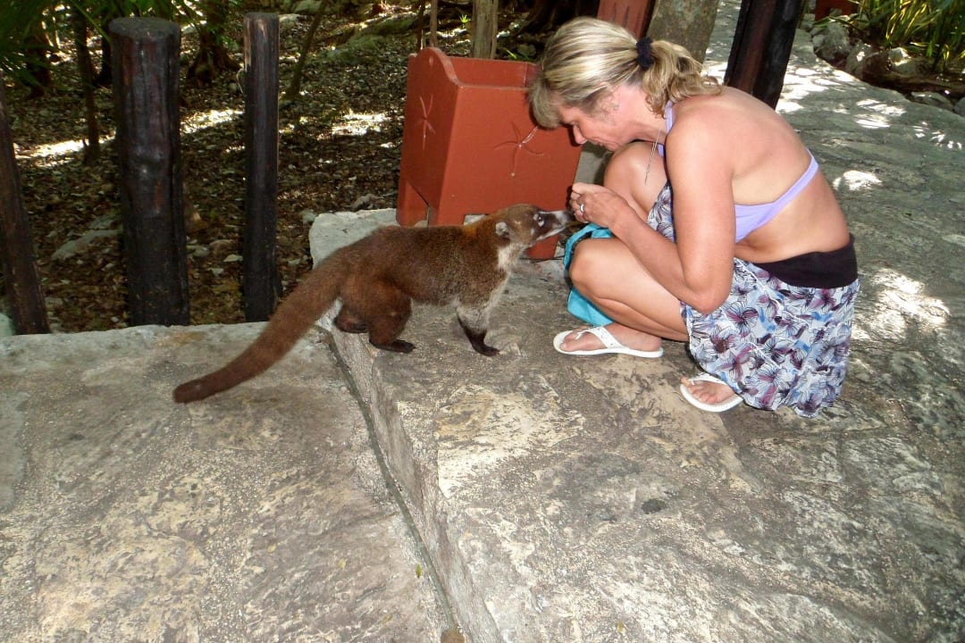 Zutraulicher Nasenbär Iberostar Waves Tucan
