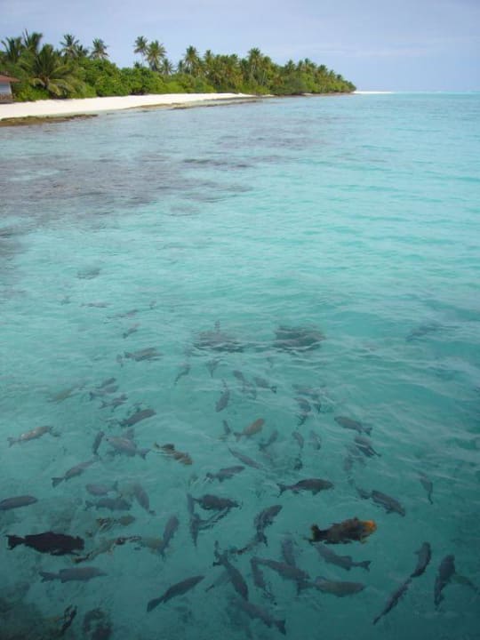 Strand mit Riesendrücker vom Steg aus Kuramathi Maldives