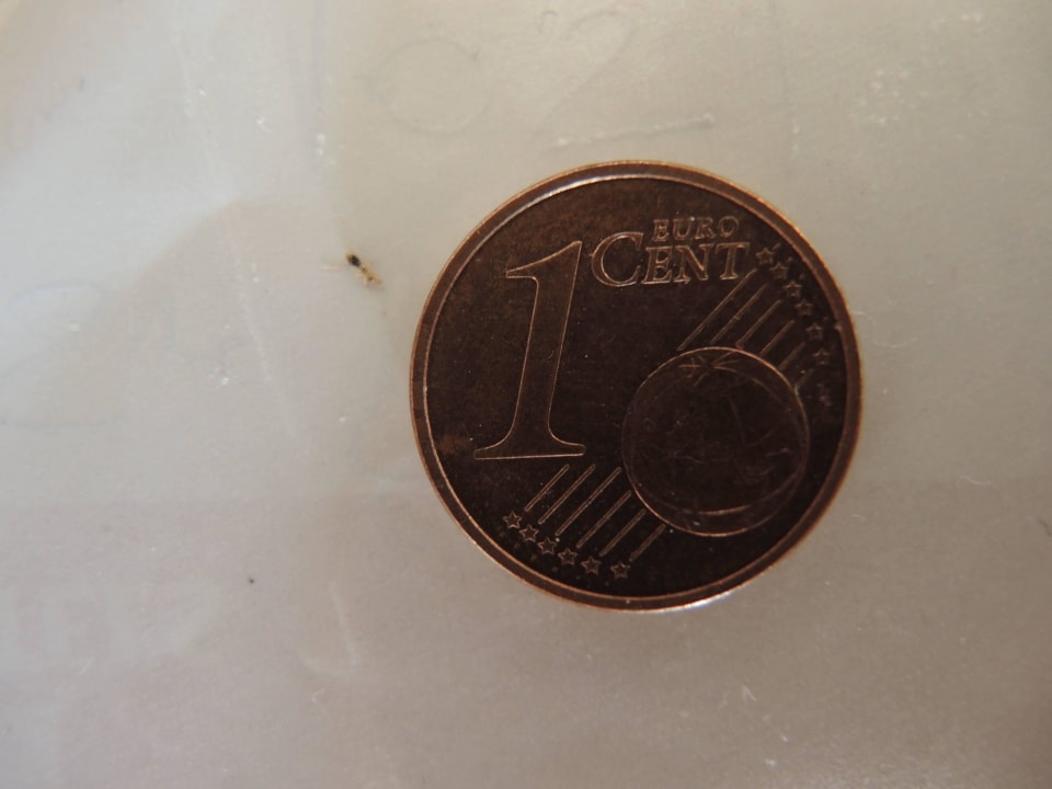 Ameise ca. 1 mm groß neben Centstück Hipotels Natura Palace