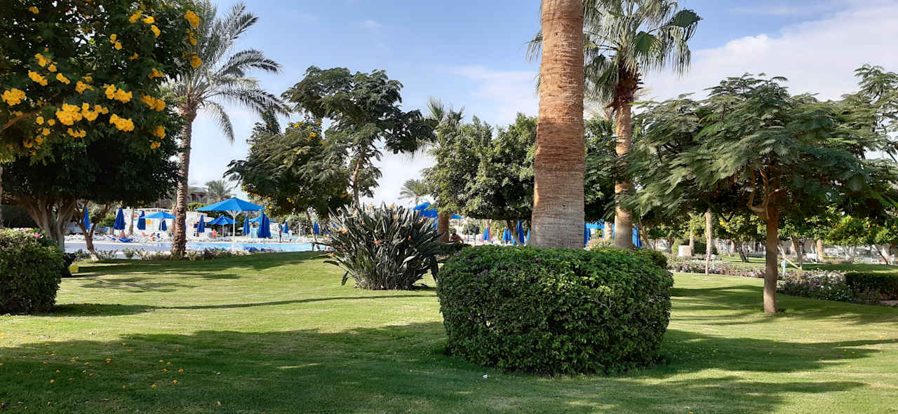 Gartenanlage Desert Rose