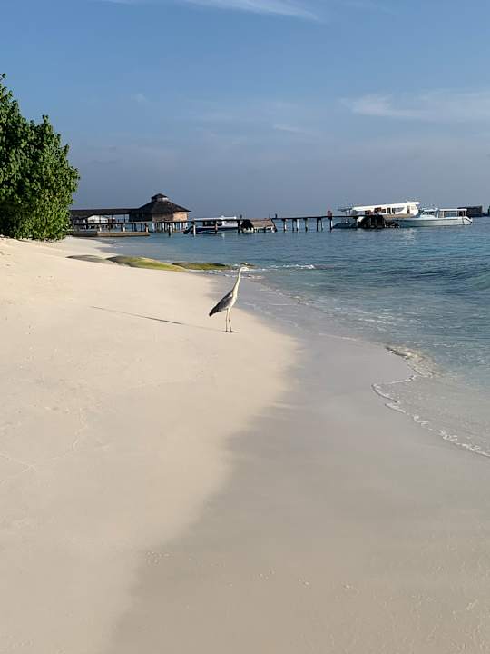 Strand NH Collection Maldives Reethi Resort