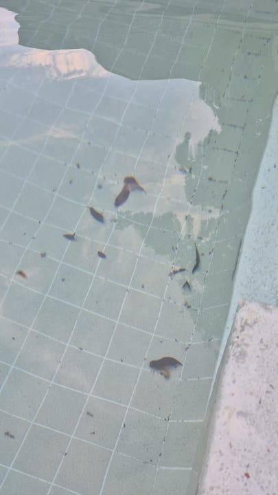 Pool Hilton Seychelles Northolme Resort & Spa