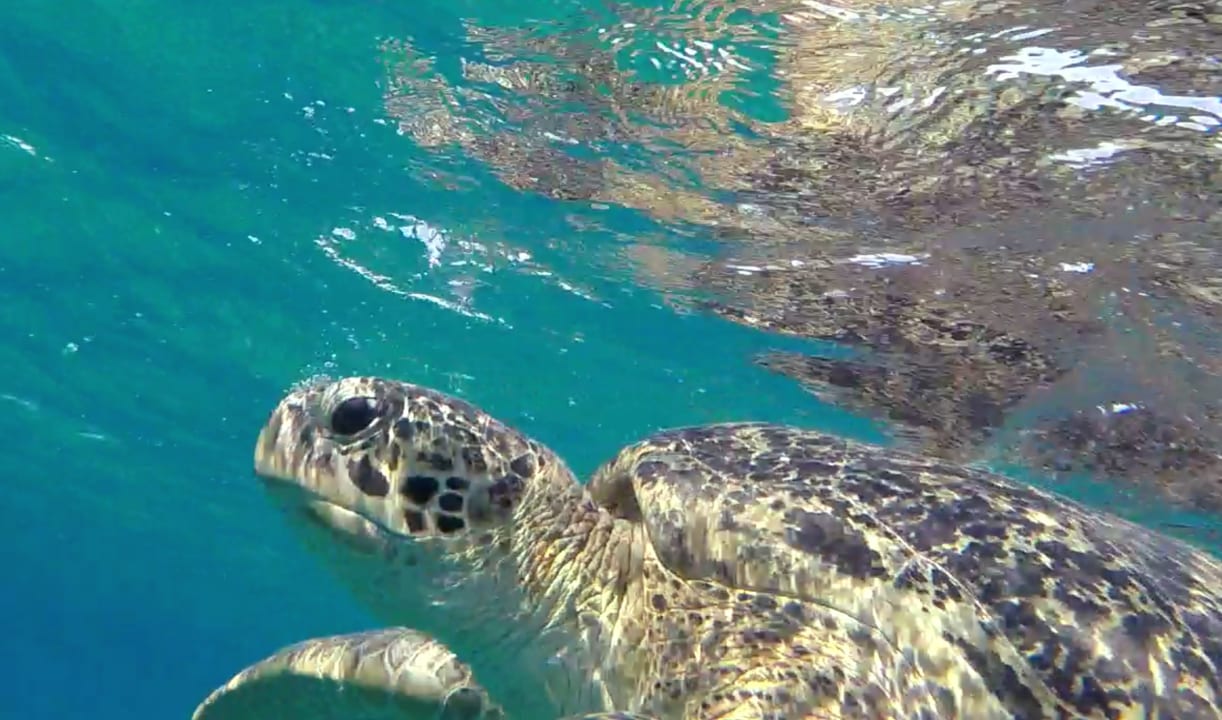 Sport & Freizeit Malikia Resort Abu Dabbab