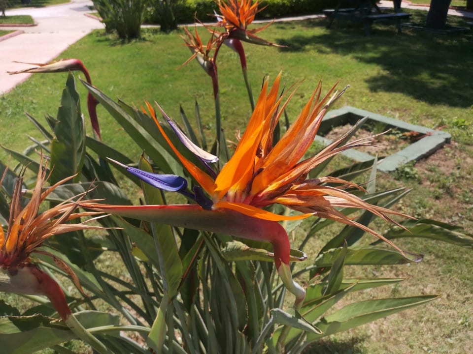 Gartenanlage Sidemarin Kirman Premium