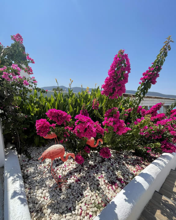 Gartenanlage TUI MAGIC LIFE Bodrum - Adult Only (16+)