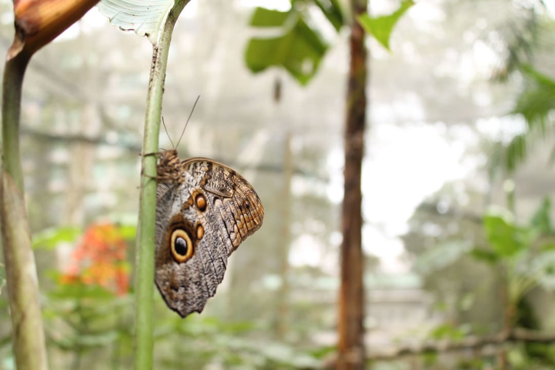 Sonstiges Summit Rainforest & Golf Resort