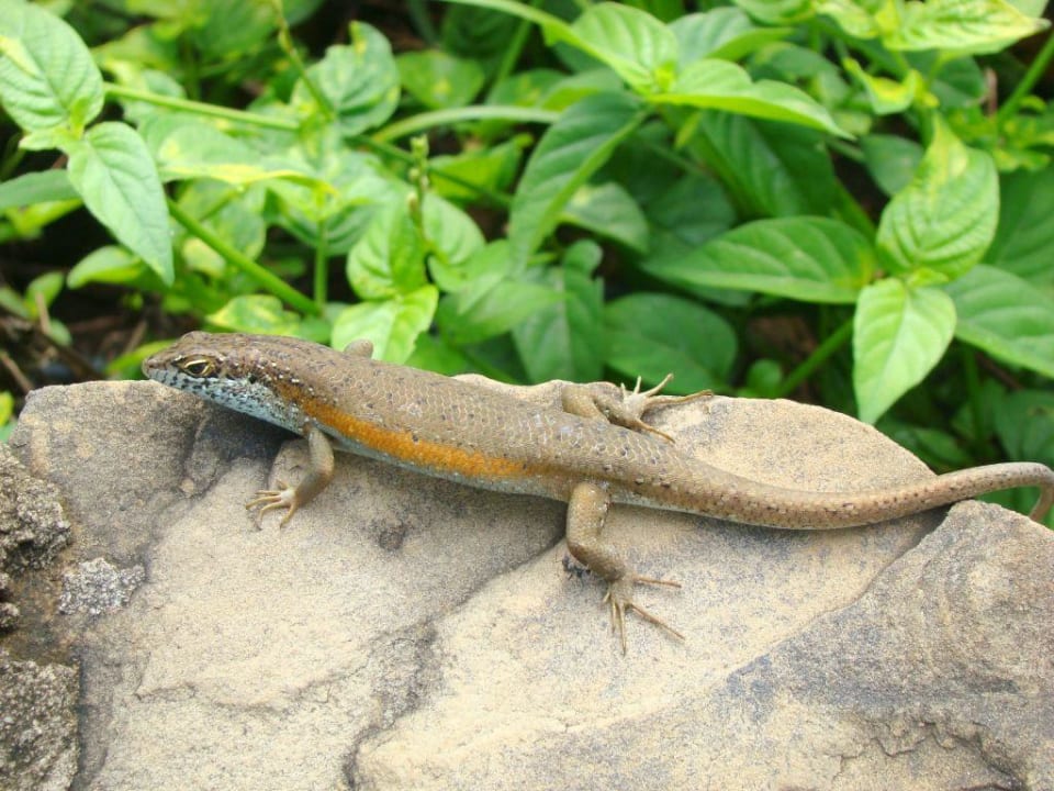 Die kleine Eidechse Baobab Beach Resort & Spa