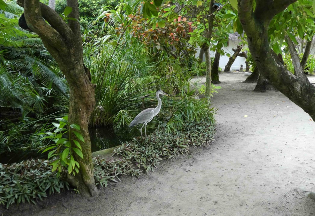 Gartenanlage Thulhagiri Island Resort