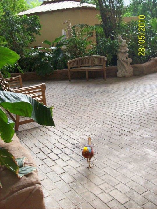 Federvieh im Saunaberecih Tropical Islands Resort