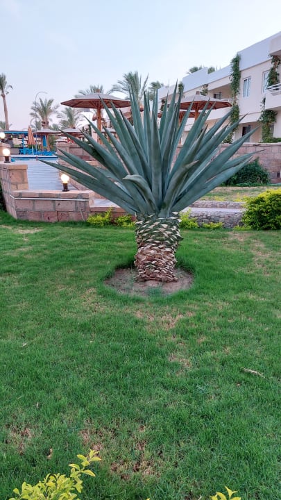 Gartenanlage Golden Beach Resort