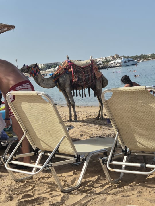 Strand Jaz Makadi Oasis Resort