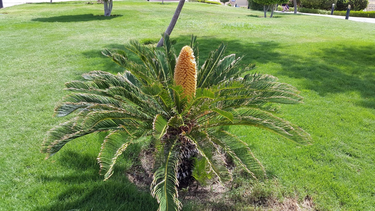 Palme Garten Cleopatra Luxury Resort Makadi Bay